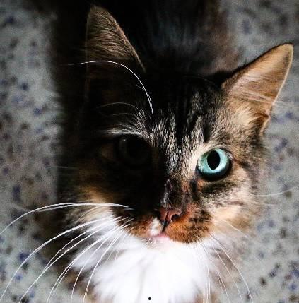 娱乐吃瓜酱三花猫的魅力,娱乐吃瓜酱的喵星人风采  第3张 娱乐吃瓜酱三花猫的魅力,娱乐吃瓜酱的喵星人风采  第3张