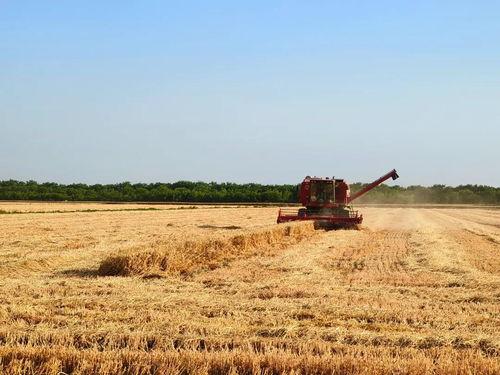 麦田 在线观看,在线观看,探寻心灵的田野之旅  第1张 麦田 在线观看,在线观看,探寻心灵的田野之旅  第1张