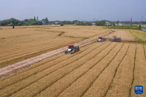 麦田 在线观看,在线观看,探寻心灵的田野之旅  第2张 麦田 在线观看,在线观看,探寻心灵的田野之旅  第2张