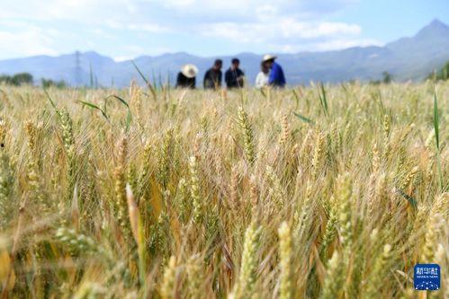 麦田 在线观看,在线观看,探寻心灵的田野之旅  第3张 麦田 在线观看,在线观看,探寻心灵的田野之旅  第3张